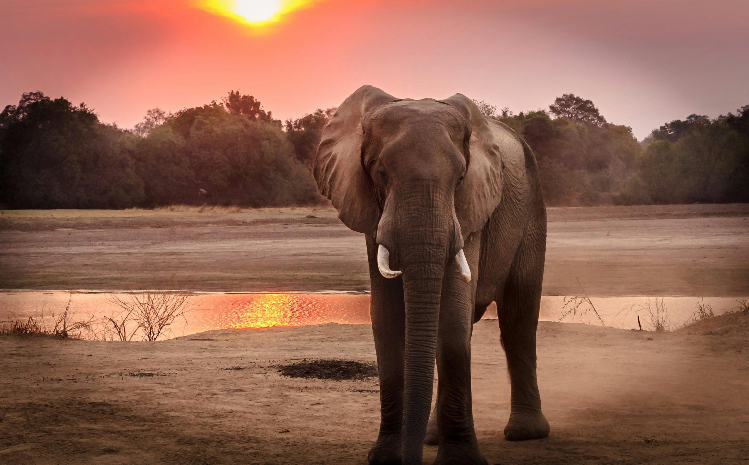 A stunning portrait of an African elephant at sunset near a serene riverbank.