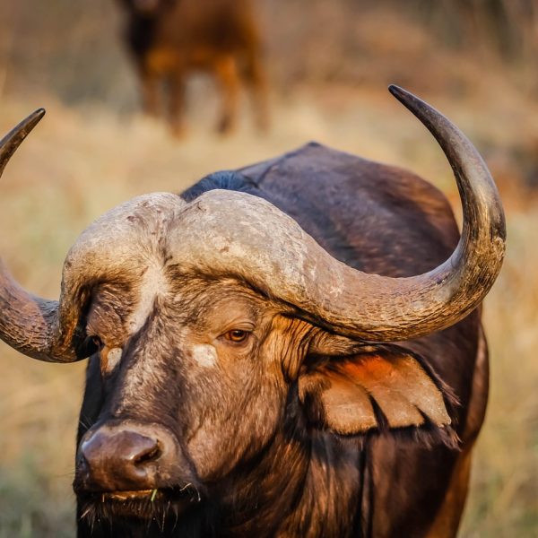 african buffalo, animal, wildlife, cape buffalo, mammal, bull, bovine, horns, nature, head, closeup, portrait